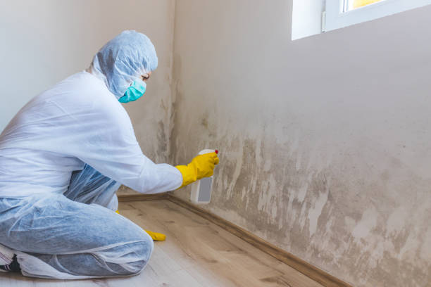 Licensed Mold Remediation service in Fishing Creek, MD - WQB Mold Removal